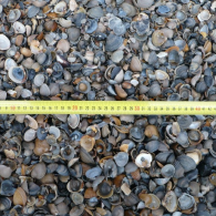 Schelpen 8-16 0,5 m3