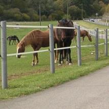 Weidepalen 8x200cm Bruin (afname per 60 stuks)