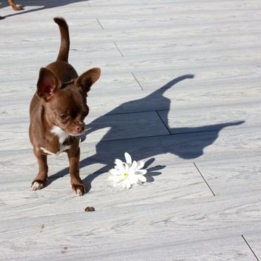 Multicolor 14 x 1,9 x 400 cm Smoke White