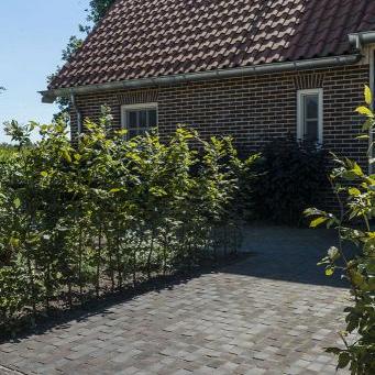 Iseo antica df60 (sp)  73 (zwart-bruin)