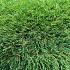 Kunstgras Fresh 40 mm 200 x