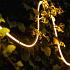 Serra 3 meterstrip | warmwit | 4 watt per meter | dimbaar 12 volt