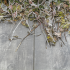 Geoceramica® 80x40x4 timber grigio